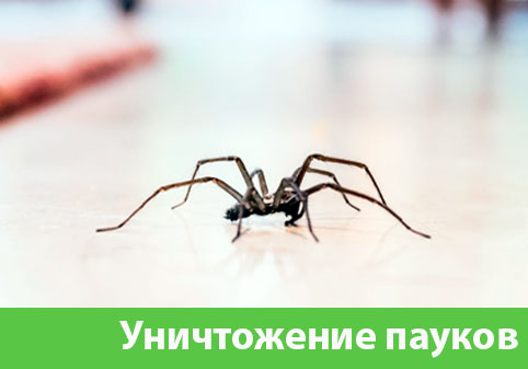 Избавиться от пауков в городе Тамбов