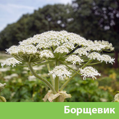 Борщевик в Тамбове