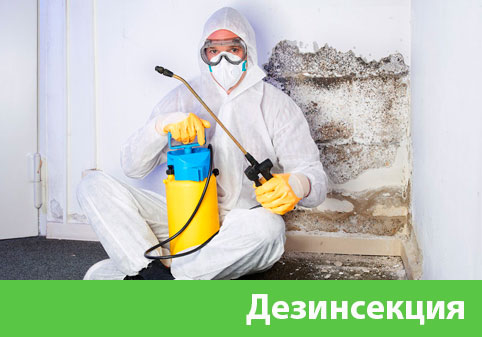 Дезинсекция в городе Тамбов