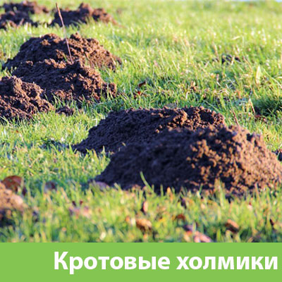 Кроты на участке в Тамбове
