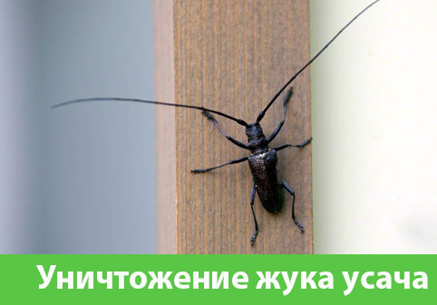 Обработка от жука усача в городе Тамбов
