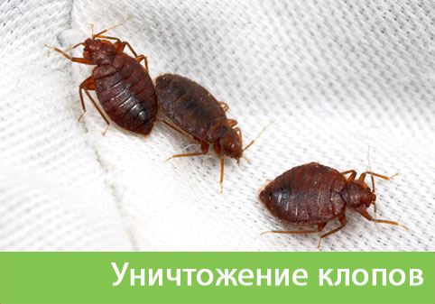 Уничтожение клопов в городе Тамбов