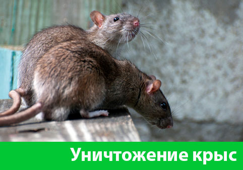 Уничтожение крыс в городе Тамбов
