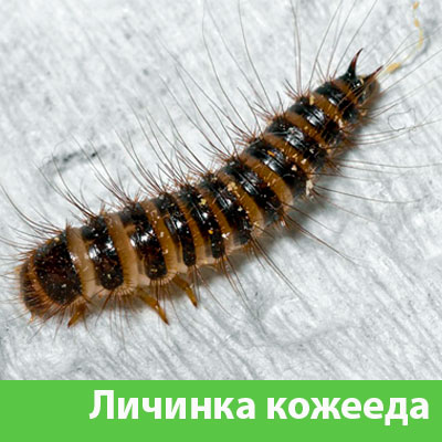 Личинка Кожееда в Тамбове