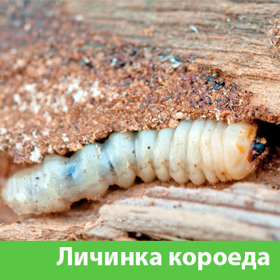 Уничтожение личинок короеда в Тамбове