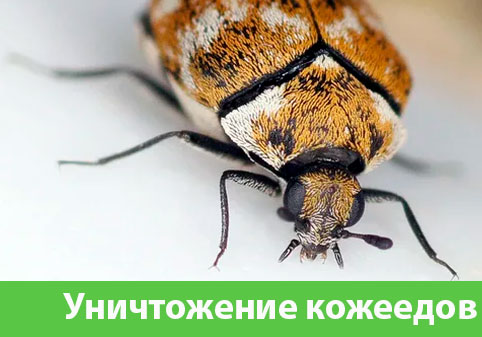 Обработка от кожееда в городе Тамбов 