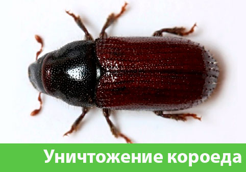 Обработка от древоточца в городе Тамбов