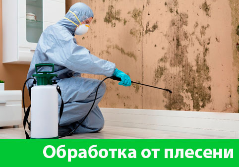 Обработка от плесени в городе Тамбов
