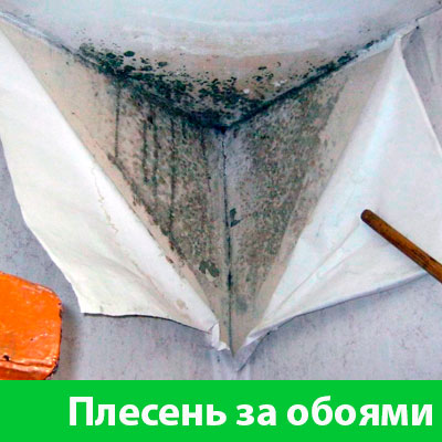 Удаление плесени в Тамбове
