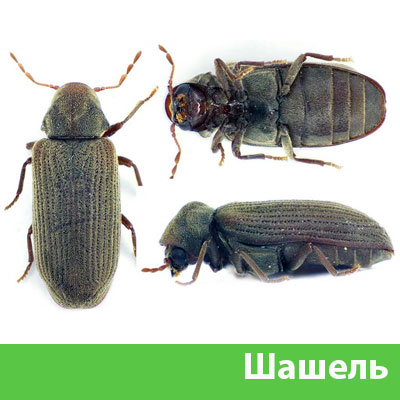 Обработка от шашеля в городе Тамбов