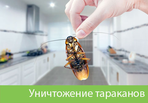 Уничтожение тараканов в городе Тамбов