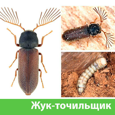 Уничтожение точильщика и личинок в Тамбове