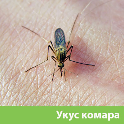 Укусы комаров в Тамбове