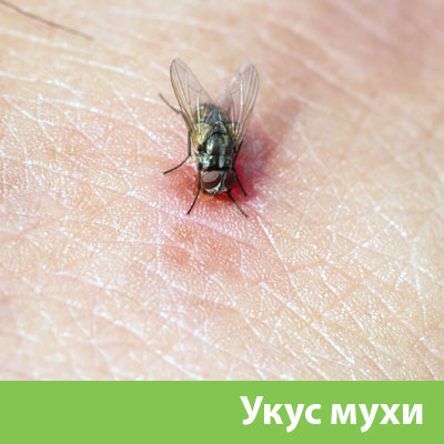 Уничтожение мух в Тамбове