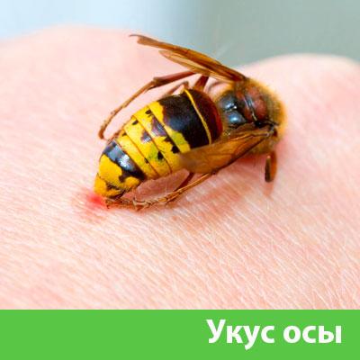 Профессиональное уничтожение ос и шершней в Тамбове