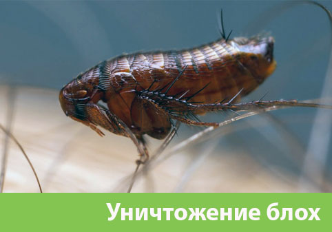 Уничтожение блох в городе Тамбов