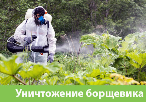 Уничтожение Борщевика в городе Тамбов