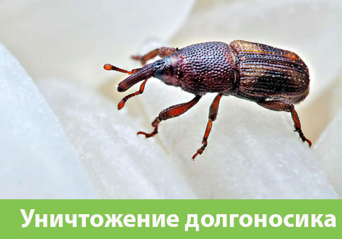 Уничтожение долгоносиков в городе Тамбов