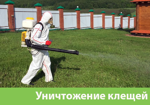 Уничтожение клещей в городе Тамбов