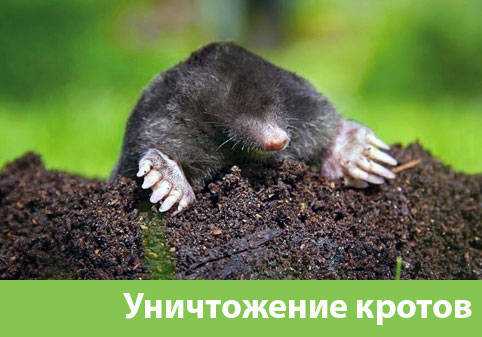 Уничтожение кротов в городе Тамбов