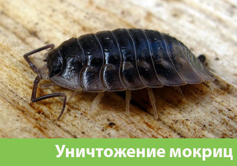 Мокрицы в квартире в городе Тамбов