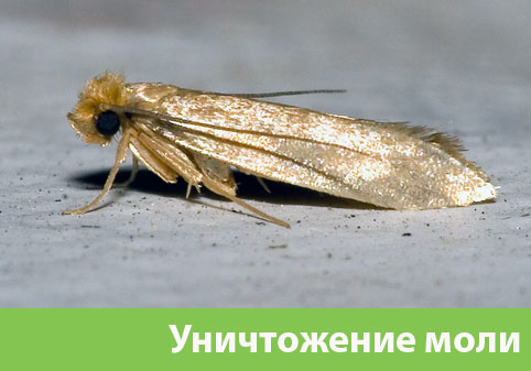 Уничтожение моли в городе Тамбов 
