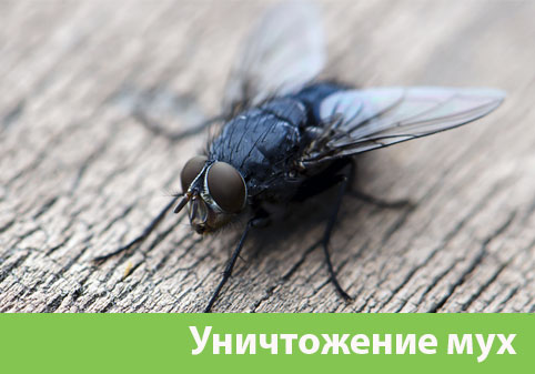 Уничтожение мух в городе Тамбов