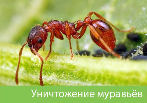Уничтожение муравьёв в городе Тамбов