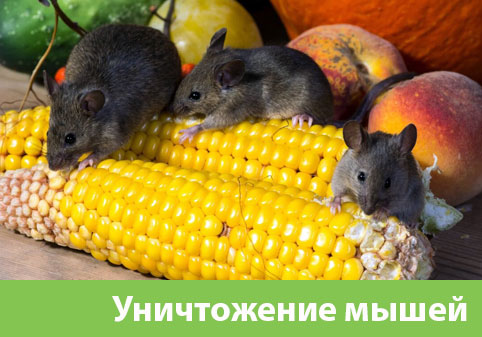 Уничтожение мышей в Тамбове