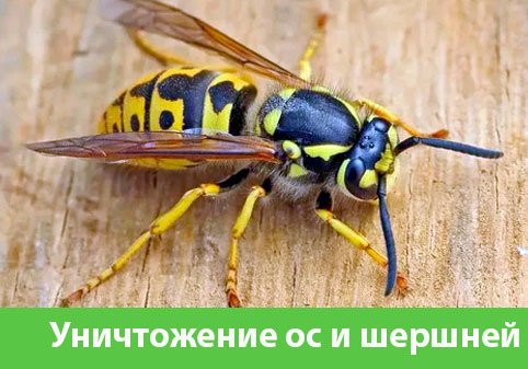 Уничтожение ос и шершней в городе Тамбов