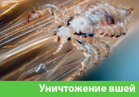 Уничтожение вшей в городе Тамбов